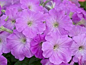 PETUNIA SUNCATCHER LAVENDER