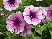 PETUNIA SUNCATCHER PINK VEIN