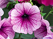 PETUNIA SUNCATCHER PLUM VEIN