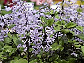 PLECTRANTHUS MONA LAVENDER