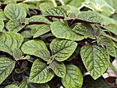 PLECTRANTHUS NICO