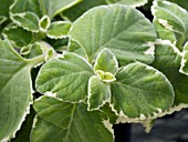 PLECTRANTHUS NICODEMOS