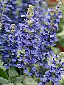 SALVIA MYSTIC SPIRES BLUE