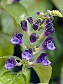 SCUTELLARIA VERANDA