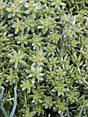 SEDUM ALBUM ATHOUM