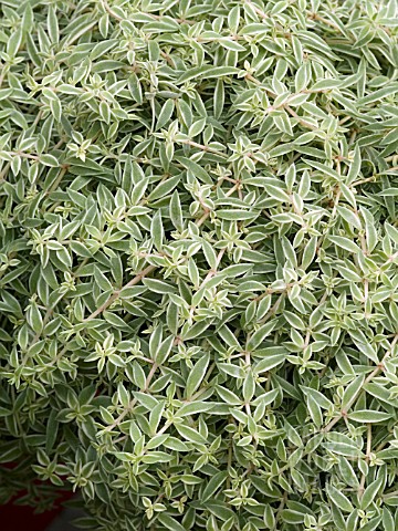 SEDUM_LINEARE_SEA_URCHIN