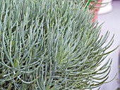 SENECIO VITALIS BLUE CHALK