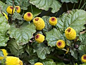 SPILANTHES PEEK A BOO