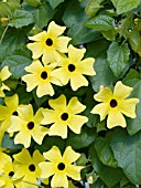 THUNBERGIA SUNNY LEMON STAR