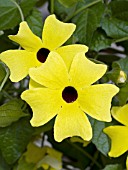 THUNBERGIA SUNNY LEMON STAR