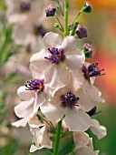 VERBASCUM SOUTHERN CHARM