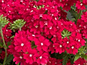 VERBENA AZTEC RED