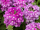 VERBENA AZTEC LAVENDER