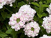 VERBENA AZTEC LIGHT PINK