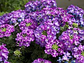 VERBENA AZTEC PURPLE MAGIC