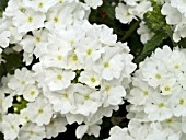 VERBENA AZTEC WHITE