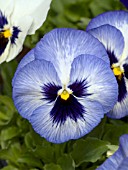 VIOLA WITTROCKIANA MATRIX BLUE FROST