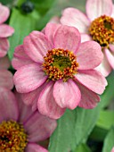 ZINNIA ZAHARA CORAL ROSE