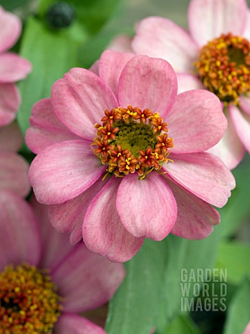 ZINNIA_ZAHARA_CORAL_ROSE