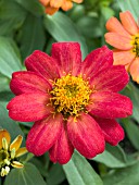 ZINNIA ZAHARA SCARLET