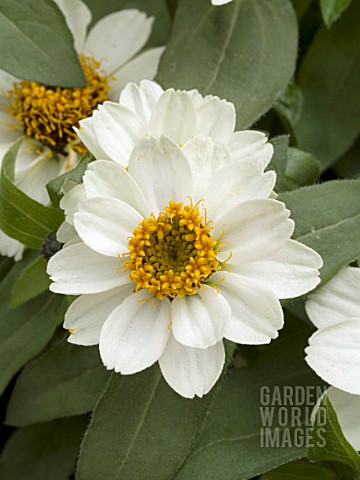 ZINNIA_ZAHARA_WHITE