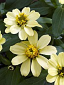 ZINNIA ZAHARA YELLOW