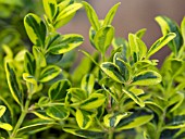 BUXUS GOLDEN DREAM