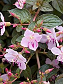 CENTRADENIA BLUSHING CASCADE