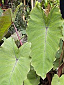 COLOCASIA ROYAL HAWAIIAN