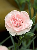 DIANTHUS DEVON COTTAGE BLUSHING MAIDEN