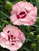 DIANTHUS RASPBERRY SURPRISE