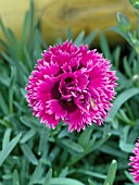 DIANTHUS STARLETTE