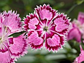 DIANTHUS STRAWBERRY SORBET