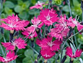 DIANTHUS WICKED WITCH
