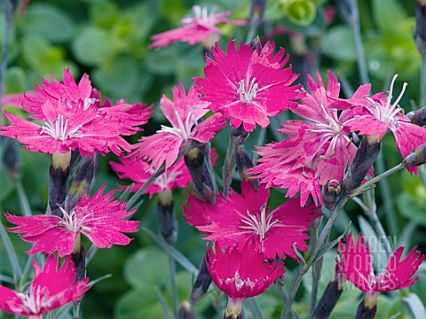 DIANTHUS_WICKED_WITCH