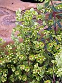 EUPHORBIA RUDOLPH