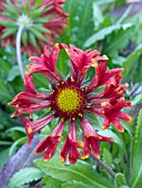 GAILLARDIA EL FUEGO