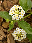 LANTANA WHITE GOLD