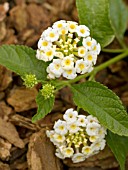 LANTANA WHITE GOLD