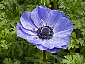 ANEMONE CORONARIA HARMONY BLUE