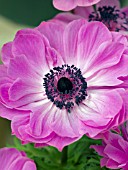 ANEMONE CORONARIA HARMONY ORCHID