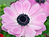 ANEMONE CORONARIA HARMONY PINK