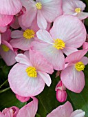 BEGONIA EMPEROR PINK