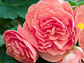 BEGONIA FORTUNE SALMON ROSE