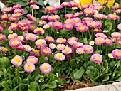 BELLIS PERENNIS GALAXY PINK