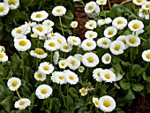 BELLIS PERENNIS GALAXY WHITE