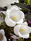 CAMPANULA CHAMPION WHITE