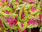 COLEUS SUPERFINE RAINBOWS SALMON LACE