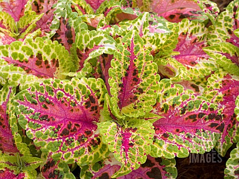 COLEUS_SUPERFINE_RAINBOWS_SALMON_LACE