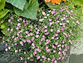 GYPSOPHILA GYPSY PINK